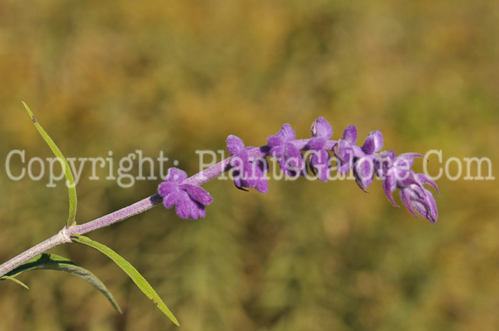 PGC-P-Salvia-leucantha-MSU-10-2011-006