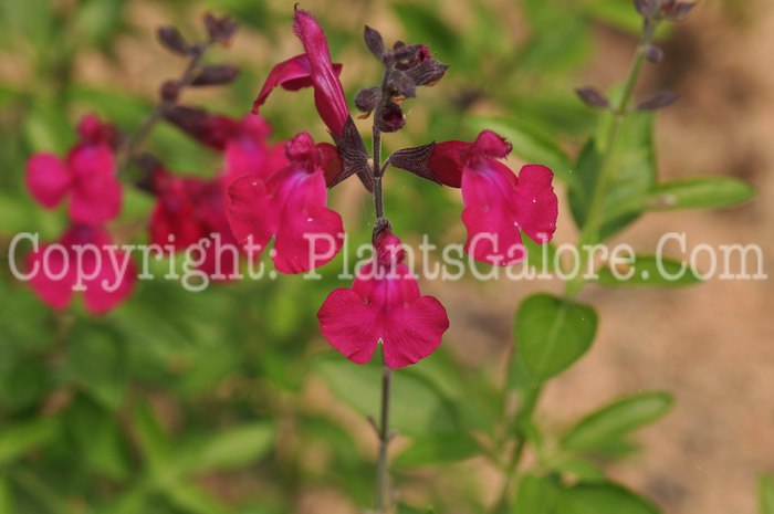 PGC-P-Salvia-pachyphylla-2010-02