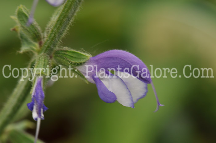 PGC-P-Salvia-pratense-Madeline-2010-06