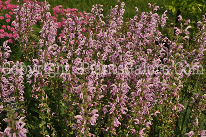 PGC-P-Salvia-pratensis-Eveline-10-2010