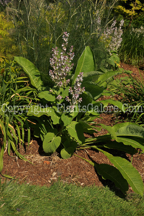 PGC-P-Salvia-sclarea-Turkestanica-6