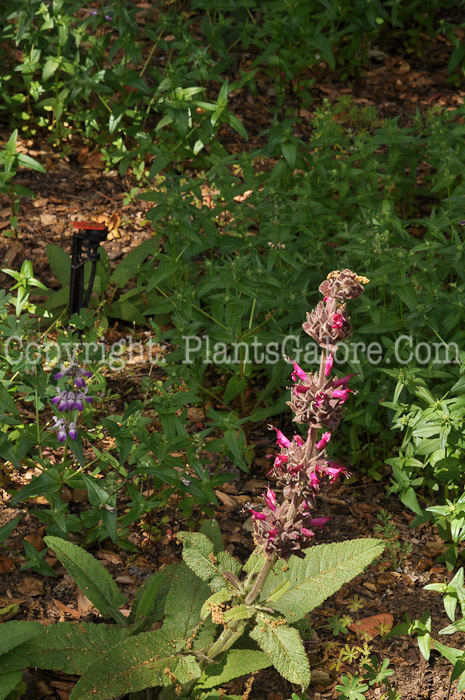 PGC-P-Salvia-spathacea-2011-01