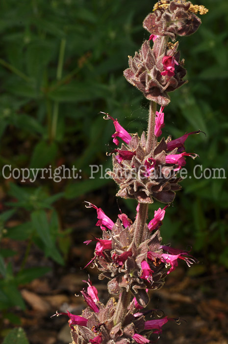 PGC-P-Salvia-spathacea-2011-02