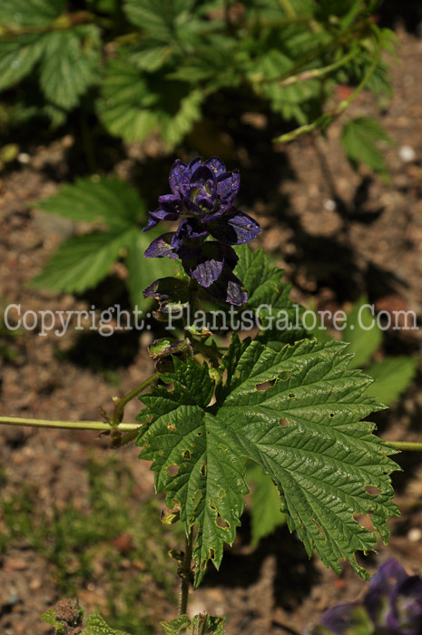 PGC-P-Salvia-viridis-04-2012.jpg-1