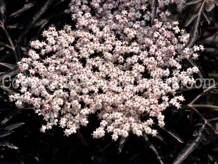 PGC-P-Sambucus-nigra-aka-Elderberry-1