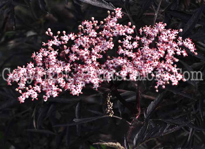 PGC-P-Sambucus-nigra-aka-Elderberry-3