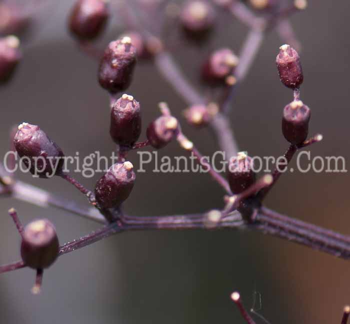 PGC-P-Sambucus-nigra-aka-Elderberry-7