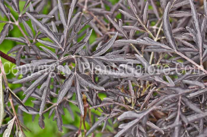 PGC-S-Sambucus-nigra-Black-Lace-12