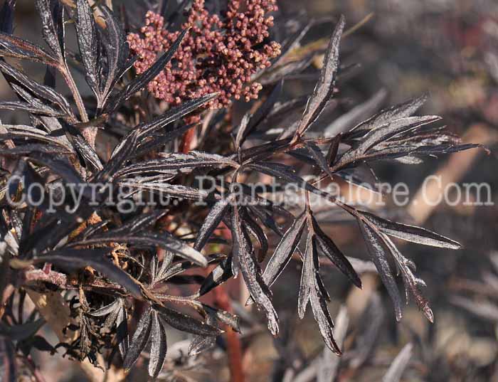 PGC-S-Sambucus-nigra-Eva-02