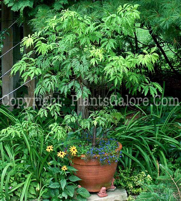 PGC-S-Sambucus-racemosa-0d20-0241