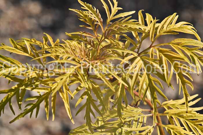 PGC-S-Sambucus-racemosa-Sutherland-Gold-01