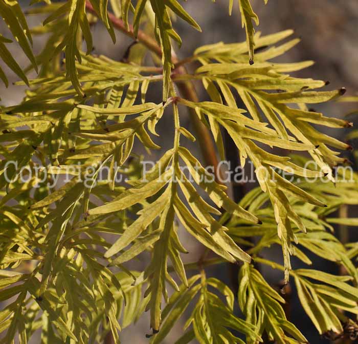 PGC-S-Sambucus-racemosa-Sutherland-Gold-02