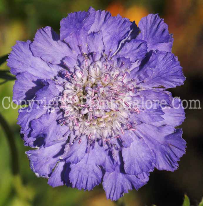 PGC-P-Scabiosa-Deep-Blue-2010-002