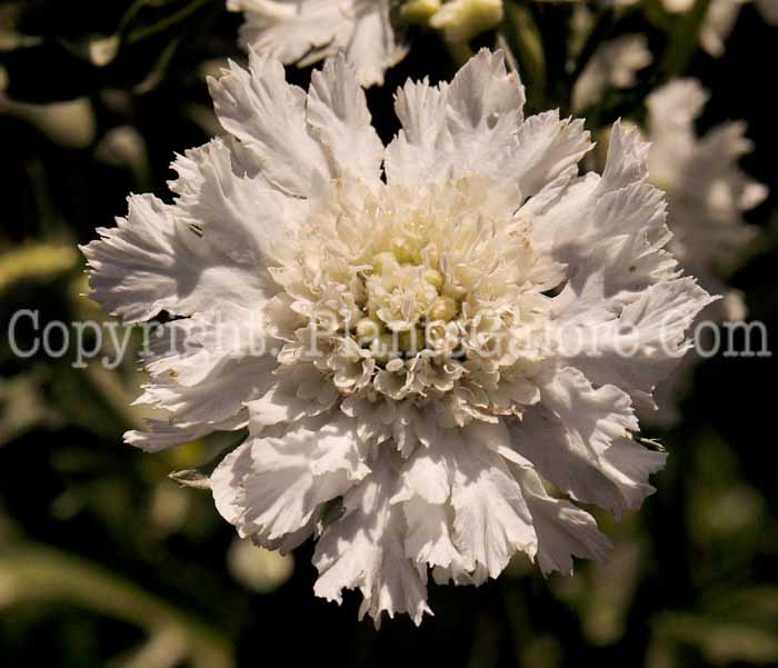 PGC-P-Scabiosa-Fama-White-2010-001