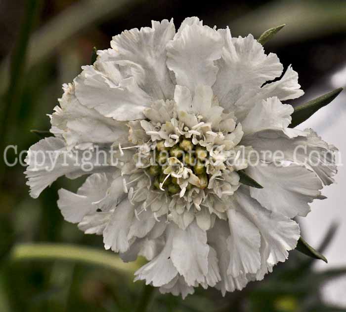 PGC-P-Scabiosa-Fama-White-2010-o004