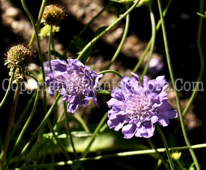 PGC-P-Scabiosa-columbaria-2010-01