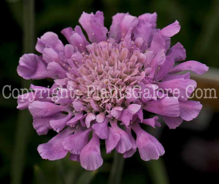 PGC-P-Scabiosa-columbaria-Pink-Mist-1