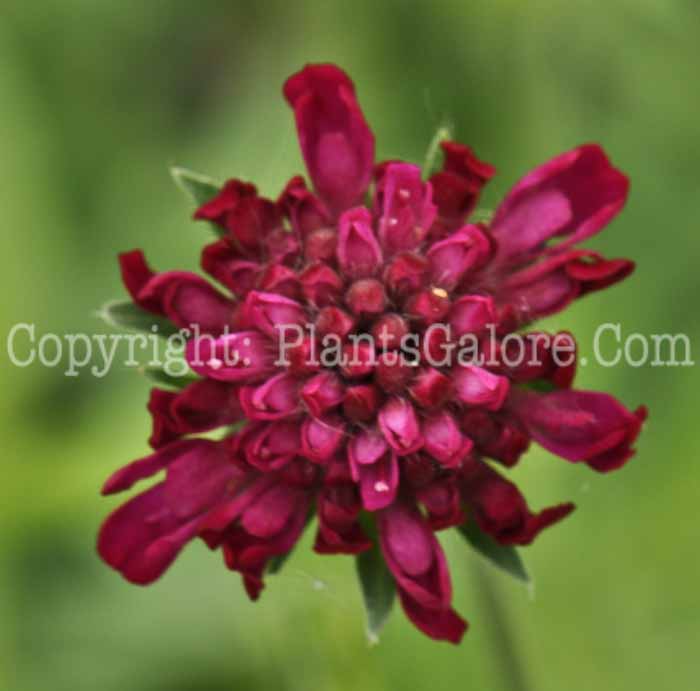 PGC-P-Scabiosa-japonica-alpina-2010-o001