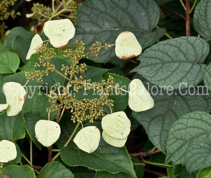 PGC-V-Schizophragma-hydrangeoides-Moonlight-0714-1