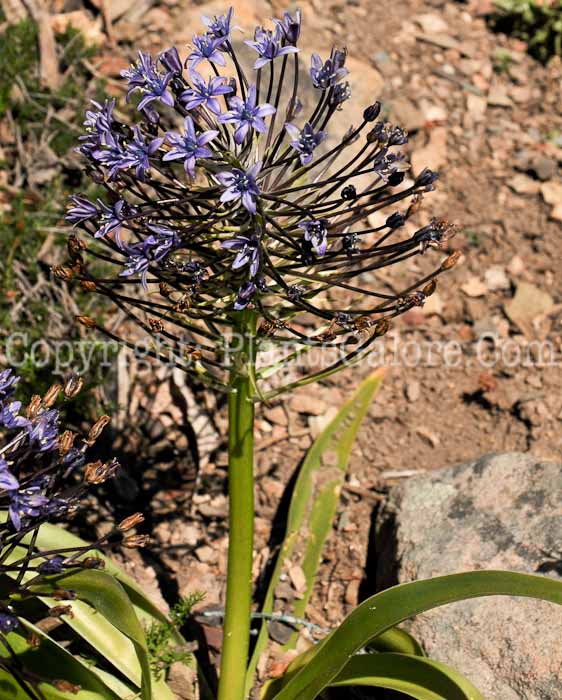 PGC-B-Scilla-peruviana-aka-Peruvian-Scilla-1