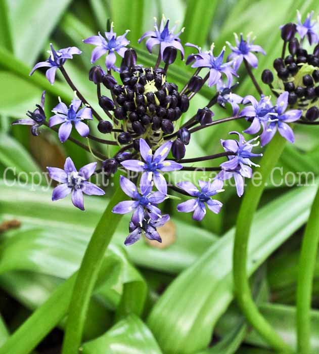 PGC-B-Scilla-peruviana-aka-Peruvian-Scilla-2