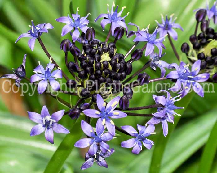 PGC-B-Scilla-peruviana-aka-Peruvian-Scilla-4