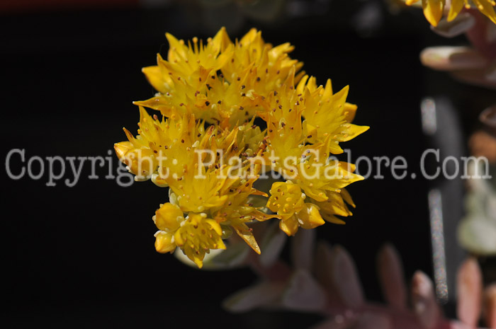 PGC-P-Sedum-Cape-Blanco-2011-001