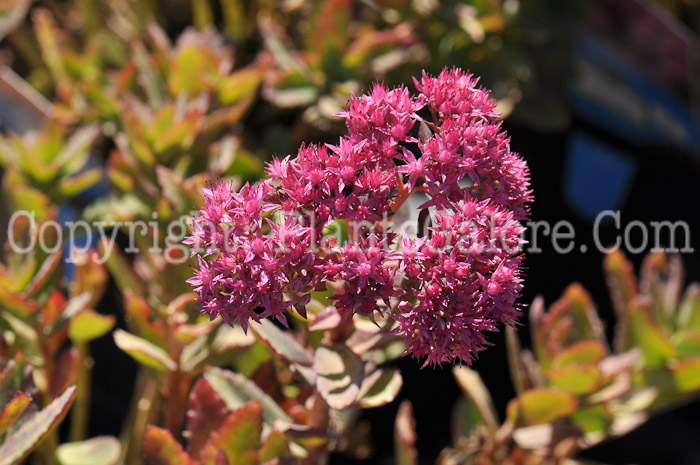 PGC-P-Sedum-Carl-8-2011-001