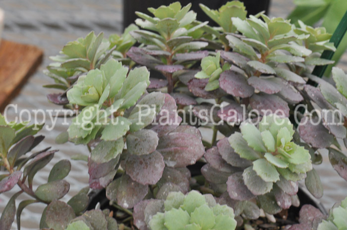 PGC-P-Sedum-Dazzleberry-04-2012-1