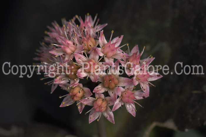 PGC-P-Sedum-Maestro-2010-001