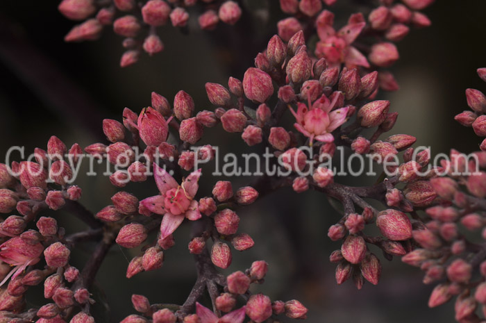 PGC-P-Sedum-Maestro-2010-d005