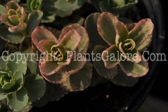 PGC-P-Sedum-Pinky-03-2012-3