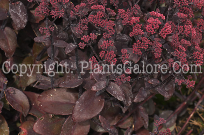 PGC-P-Sedum-Xenox-2010-d001