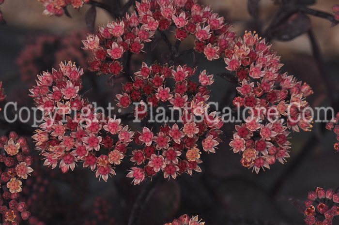 PGC-P-Sedum-Xenox-Pink-2010-d007