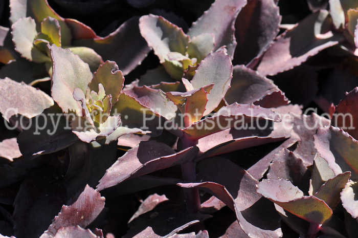 PGC-P-Sedum-Xenox-Rainbow-1