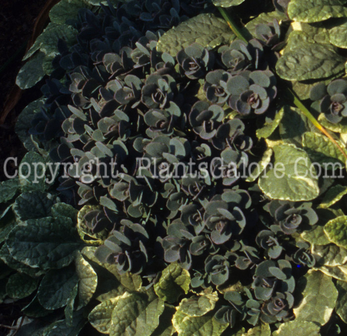 PGC-P-Sedum-cauticolum-msu-jpg