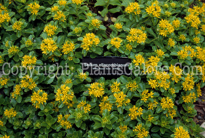 PGC-P-Sedum-ellacombianum-2010