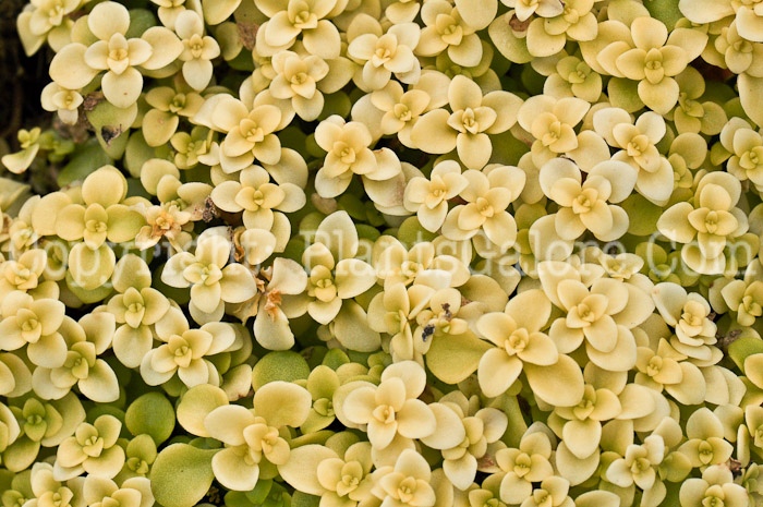 PGC-P-Sedum-makanoi-Ogon-2010-001