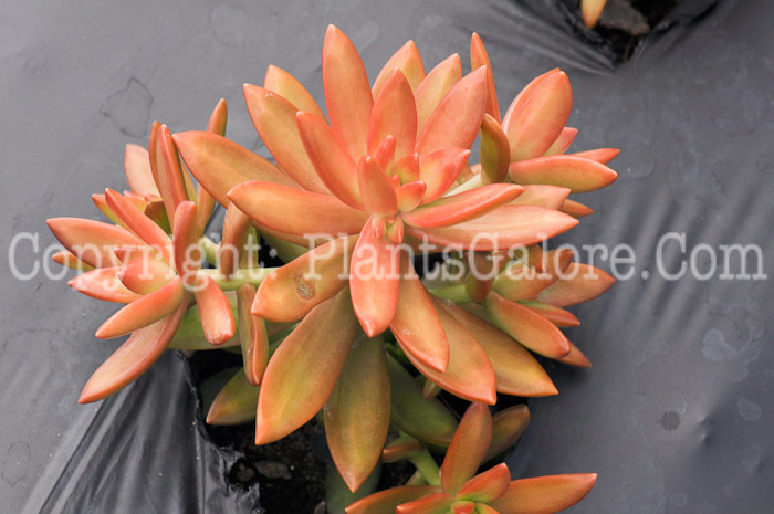 PGC-P-Sedum-nussbaumerianum-2010-001