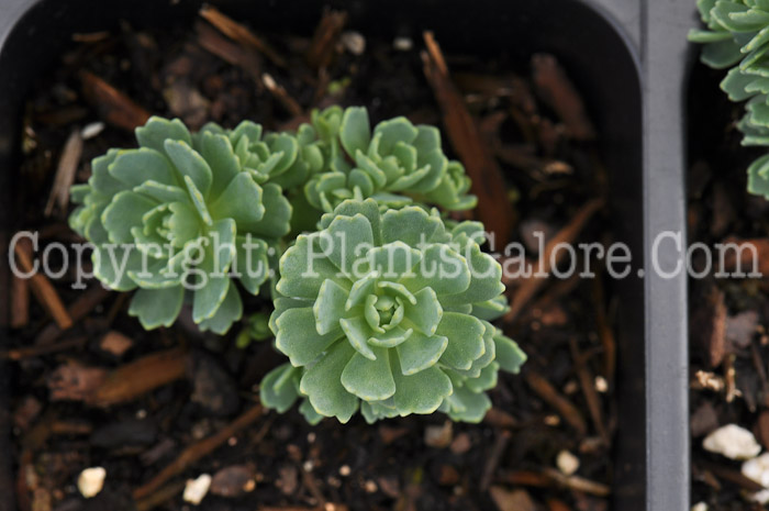 PGC-P-Sedum-pachyclados-05-2012-01