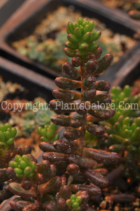 PGC-P-Sedum-rubroticum-2011-05-001