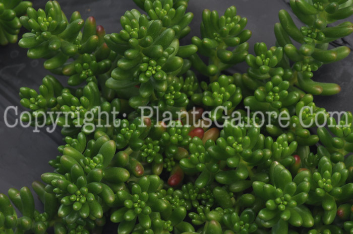 PGC-P-Sedum-rubrotintum-2010-d001