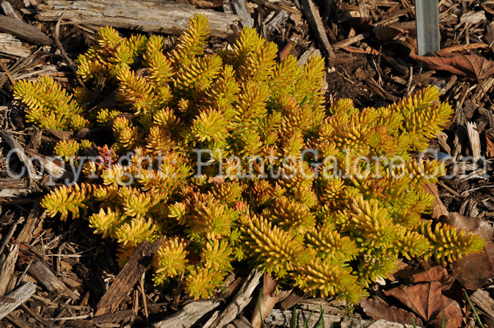 PGC-P-Sedum-rupestre-Angelina-0a1-2010