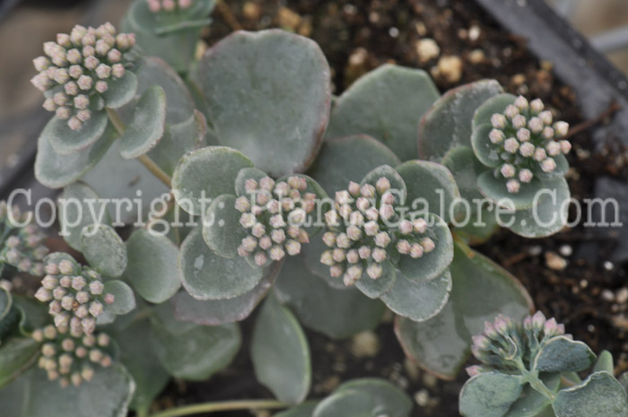 PGC-P-Sedum-sieboldii-04-2012-1