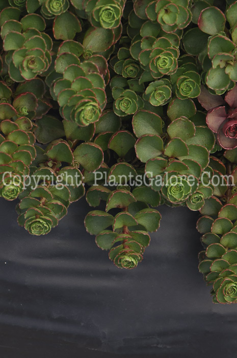 PGC-P-Sedum-spurium-Fuldaglut-2010-d002