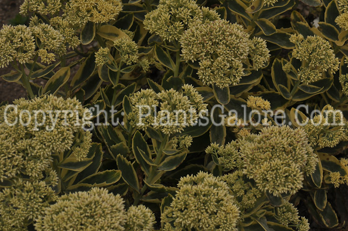 PGC-P-Sedum-telephium-2010-004_3