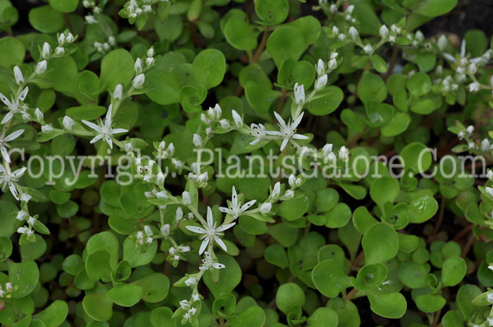 PGC-P-Sedum-ternatum-2011-01