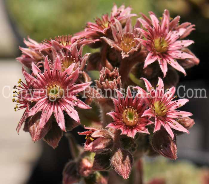 PGC-P-Sempervivum-1