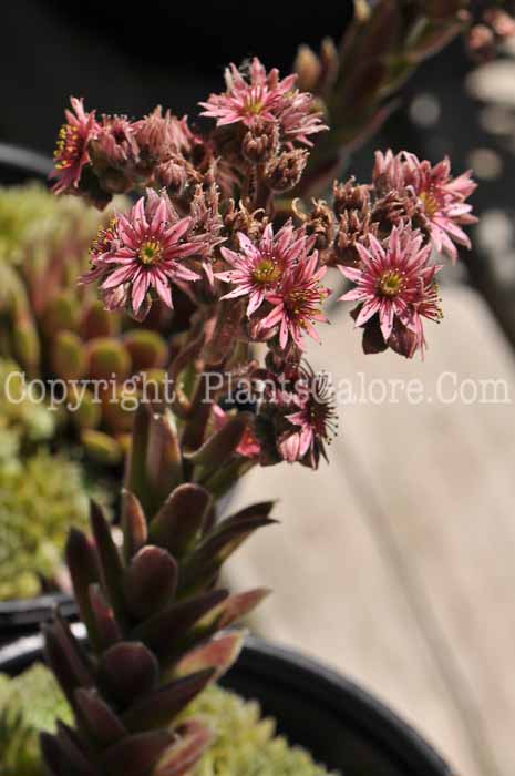 PGC-P-Sempervivum-4