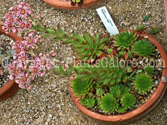 PGC-P-Sempervivum-Blari-2011